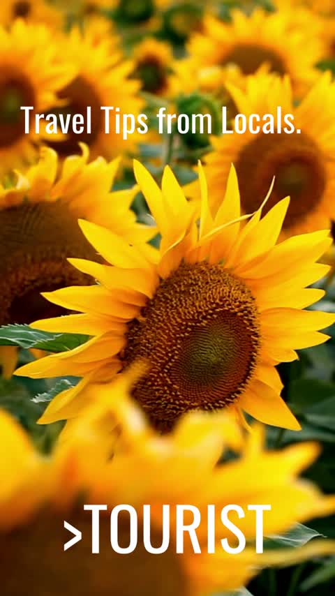 escape the ordinary. 12 mp4 dvd.original